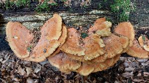 Gemeiner-Schwefelporling_Laetiporus-sulphureus_20260614_151919.jpg