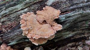 Gemeiner-Schwefelporling_Laetiporus-sulphureus_20260614_152812.jpg