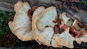 Gemeiner-Schwefelporling_Laetiporus-sulphureus_20260819_163748.jpg
