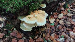 Gemeiner-Schwefelporling_Laetiporus-sulphureus_20260822_132001.jpg