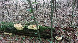Gemeiner-Schwefelporling_Laetiporus-sulphureus_20260823_135725.jpg