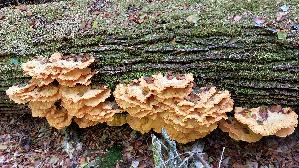 Gemeiner-Schwefelporling_Laetiporus-sulphureus_20260823_144502.jpg
