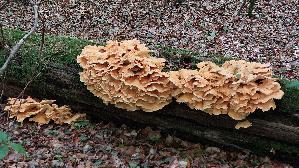 Gemeiner-Schwefelporling_Laetiporus-sulphureus_20260830_110229.jpg