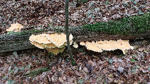 Gemeiner-Schwefelporling_Laetiporus-sulphureus_20260830_110917.jpg