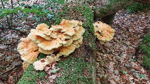 Gemeiner-Schwefelporling_Laetiporus-sulphureus_20260830_111143.jpg