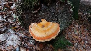 Gemeiner-Schwefelporling_Laetiporus-sulphureus_20260830_114348.jpg