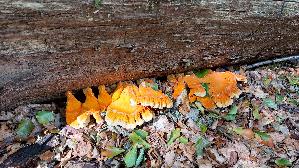 Gemeiner-Schwefelporling_Laetiporus-sulphureus_20260830_121648.jpg