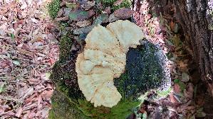 Gemeiner-Schwefelporling_Laetiporus-sulphureus_20260901_141330.jpg