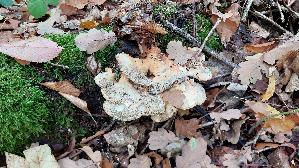 Gemeiner-Schwefelporling_Laetiporus-sulphureus_20261009_114227.jpg