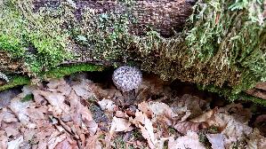Gemeiner-Strubbelkopfroehrling_Strobilomyces-strobilaceus_20250806_151539.jpg
