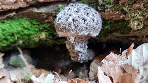 Gemeiner-Strubbelkopfroehrling_Strobilomyces-strobilaceus_20250806_151554.jpg