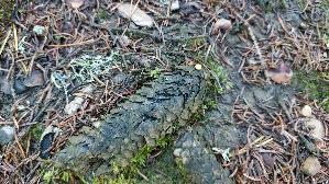 Gemeiner-Tiegelteu--erling_Crucibulum-laeve_20250906_111158.jpg