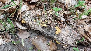 Gemeiner-Tiegelteu--erling_Crucibulum-laeve_20260610_120127.jpg