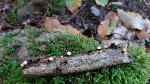 Gemeiner-Tiegelteu--erling_Crucibulum-laeve_20261003_100434.jpg