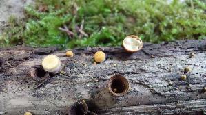 Gemeiner-Tiegelteu--erling_Crucibulum-laeve_20261003_100551.jpg