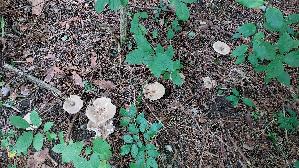 Gemeiner-Weichritterling_Melanoleuca-melaleuca_20250909_111929.jpg