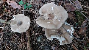 Gemeiner-Weichritterling_Melanoleuca-melaleuca_20250909_111937.jpg