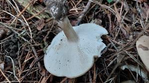 Gemeiner-Weichritterling_Melanoleuca-melaleuca_20250909_111957.jpg