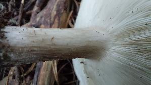 Gemeiner-Weichritterling_Melanoleuca-melaleuca_20250909_112017.jpg