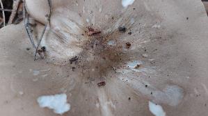 Gemeiner-Weichritterling_Melanoleuca-melaleuca_20250909_112104.jpg