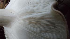 Gemeiner-Weichritterling_Melanoleuca-melaleuca_20250909_112115.jpg