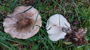 Gemeiner-Weichritterling_Melanoleuca-melaleuca_20261021_125850.jpg