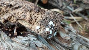 Gemeines-Fadenkeulchen_Stemonitis-axifera_20260831_120413.jpg