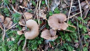 Genabelter-Zaehling_Lentinellus-micheneri_20261014_155624.jpg