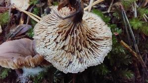 Genabelter-Zaehling_Lentinellus-micheneri_20261014_155658.jpg