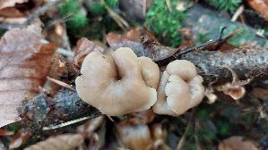 Genabelter-Zaehling_Lentinellus-micheneri_20261014_155927.jpg