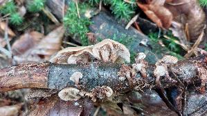 Genabelter-Zaehling_Lentinellus-micheneri_20261014_160006.jpg