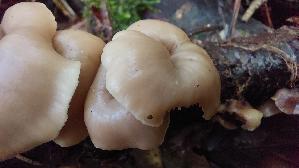 Genabelter-Zaehling_Lentinellus-micheneri_20261014_160058.jpg