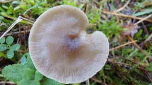 Geriefter-Mehltrichterling_Clitocybe-vibecina_20251207_102634.jpg