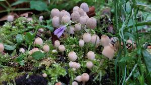 Gesaeter-Tintling_Coprinellus-disseminatus_20250729_135141.jpg