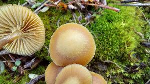 Gesaeumter-Haeubling_Galerina-paludosa_20251113_115459.jpg