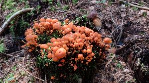 Geselliger-Gloeckchennabeling_Xeromphalina-campanella_20250905_140215.jpg