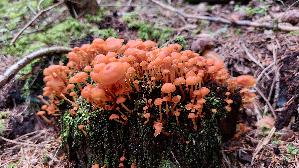 Geselliger-Gloeckchennabeling_Xeromphalina-campanella_20250905_140223.jpg