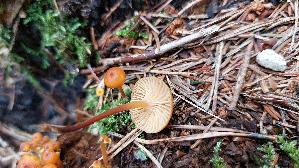 Geselliger-Gloeckchennabeling_Xeromphalina-campanella_20250905_140256.jpg