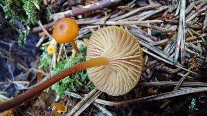 Geselliger-Gloeckchennabeling_Xeromphalina-campanella_20250905_140303.jpg