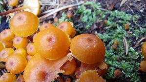 Geselliger-Gloeckchennabeling_Xeromphalina-campanella_20250905_140317.jpg