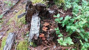 Geselliger-Gloeckchennabeling_Xeromphalina-campanella_20260512_123807.jpg