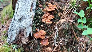 Geselliger-Gloeckchennabeling_Xeromphalina-campanella_20260512_123829.jpg