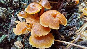 Geselliger-Gloeckchennabeling_Xeromphalina-campanella_20260512_124004.jpg