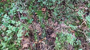 Geselliger-Gloeckchennabeling_Xeromphalina-campanella_20260918_111256.jpg