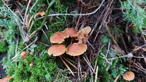 Geselliger-Gloeckchennabeling_Xeromphalina-campanella_20260918_111316.jpg