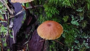 Geselliger-Gloeckchennabeling_Xeromphalina-campanella_20260918_111339.jpg