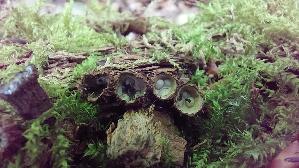 Gestreifter-Teu--erling_Cyathus-striatus_20260707_131950.jpg