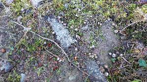 Gestreifter-Teu--erling_Cyathus-striatus_20261005_143153.jpg