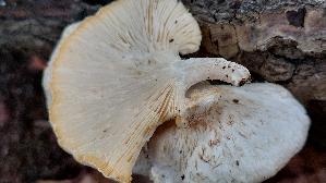 Getigerter-Saegeblaettling_Lentinus-tigrinus_20251019_122632.jpg