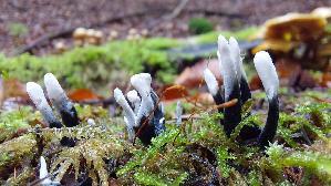 Geweihfoermige-Holzkeule_Xylaria-hypoxylon_20261013_134530.jpg